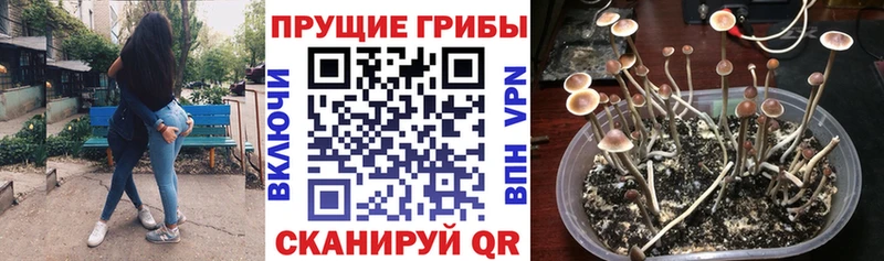 Галлюциногенные грибы Cubensis  блэк спрут маркетплейс  Яровое 
